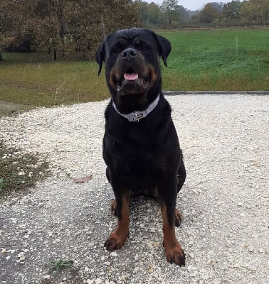 Des Roses Noires De Cupidon