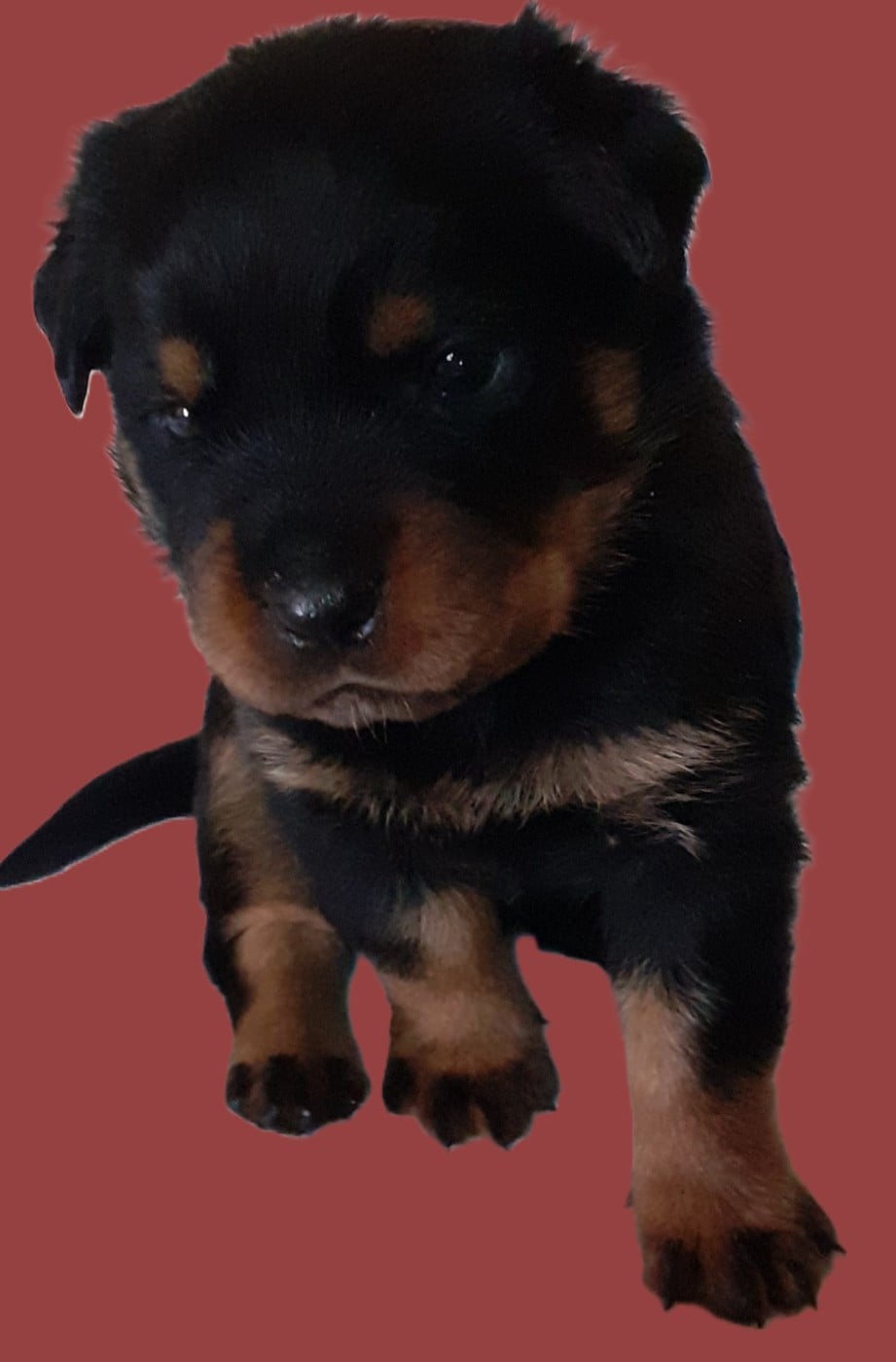 CHIOT 5 - Rottweiler