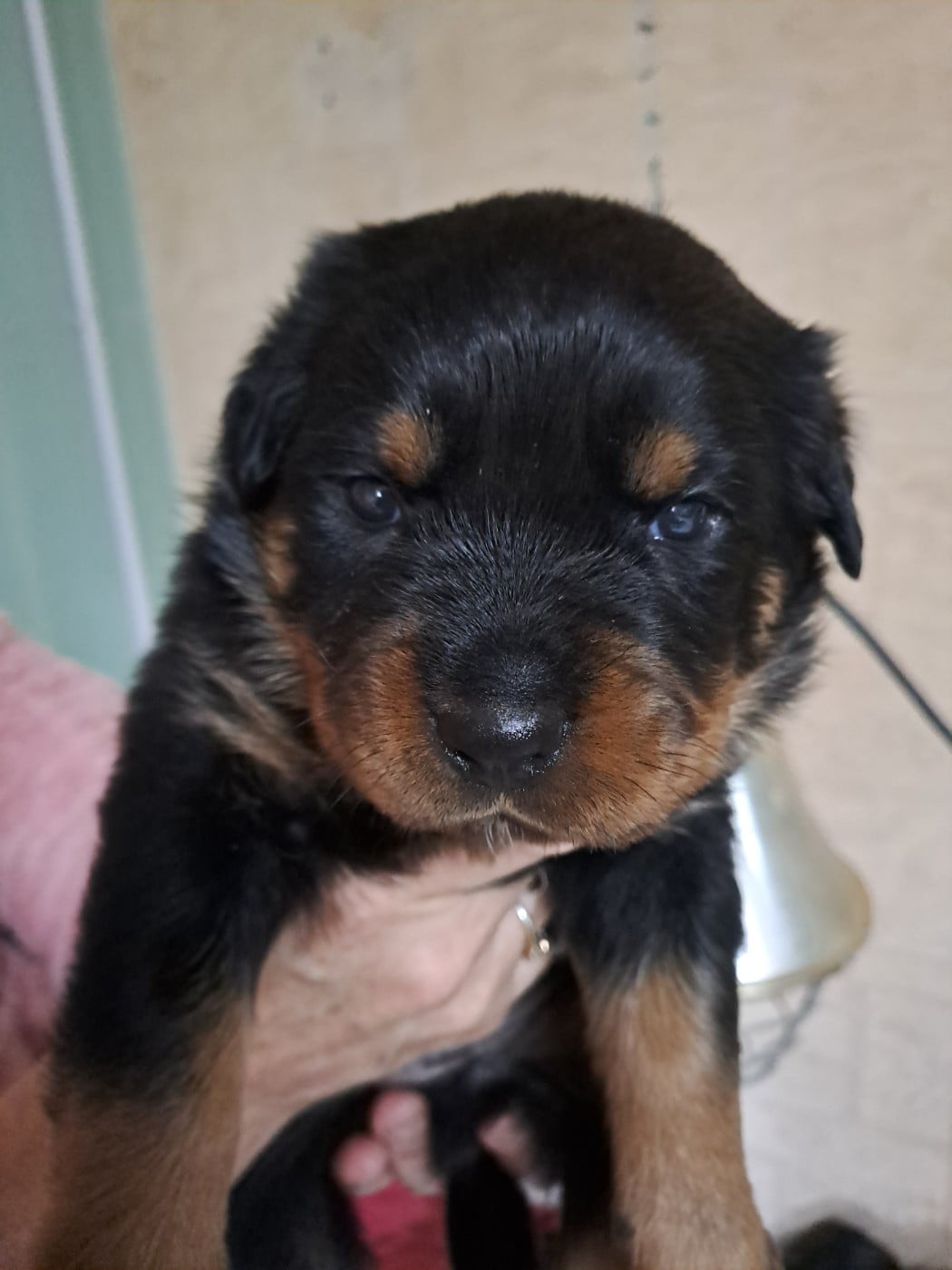 CHIOT 6 - Rottweiler