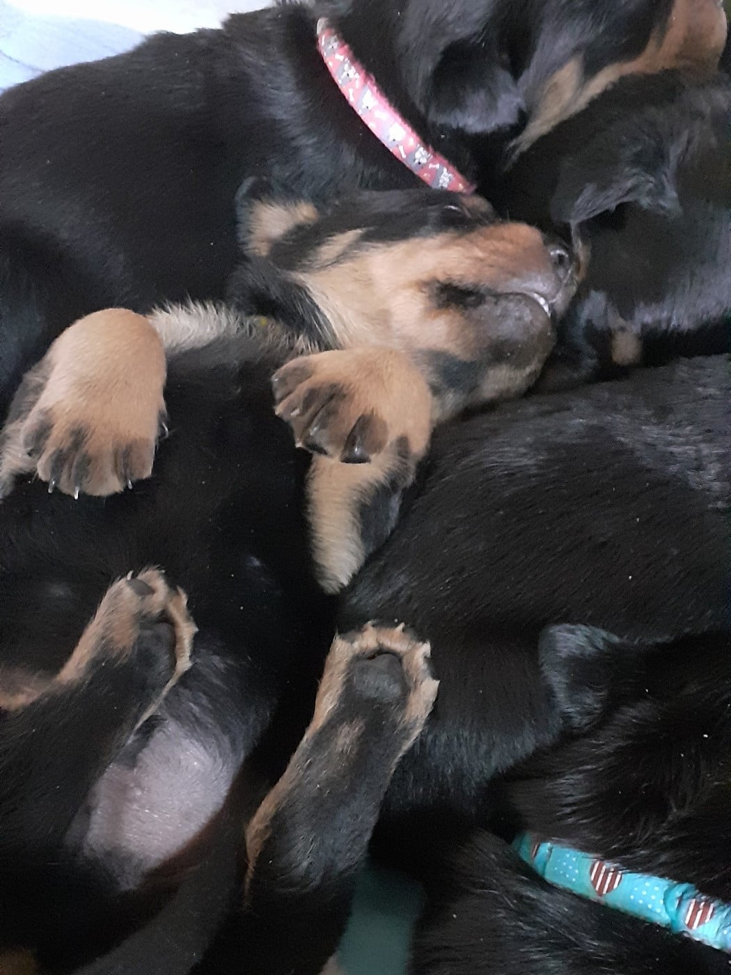 CHIOT 7 - Rottweiler