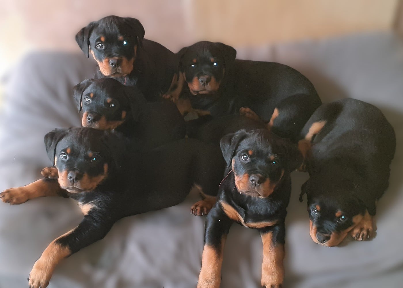 Rottweiler - Des Roses Noires De Cupidon