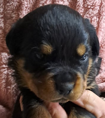 Les chiots de Rottweiler