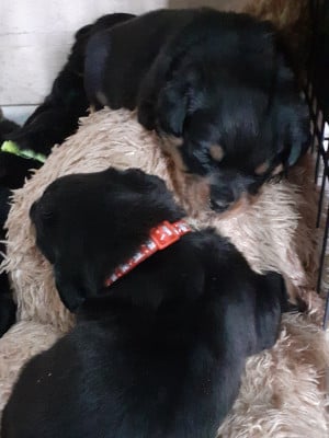 Les chiots de Rottweiler