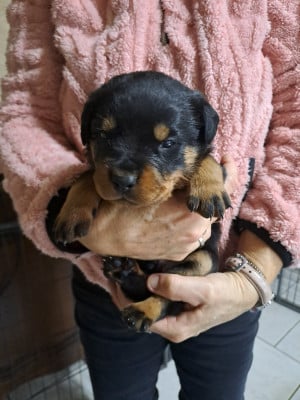 Les chiots de Rottweiler