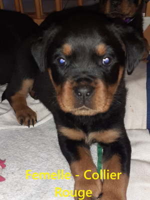 Les chiots de Rottweiler