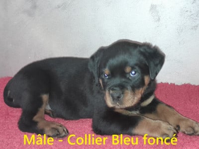 Les chiots de Rottweiler