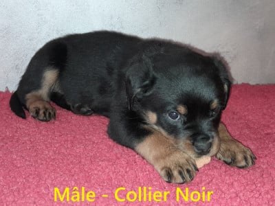 Les chiots de Rottweiler
