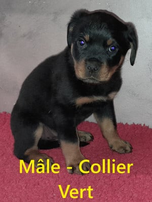 Les chiots de Rottweiler