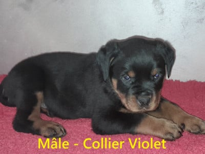 Les chiots de Rottweiler