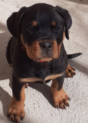 Les chiots de Rottweiler