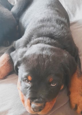Les chiots de Rottweiler