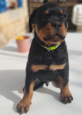 Les chiots de Rottweiler