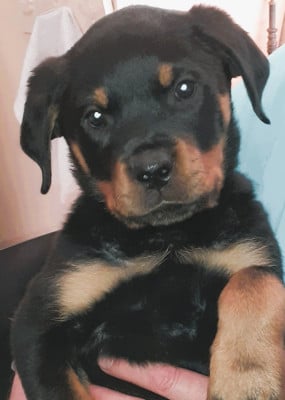 Les chiots de Rottweiler