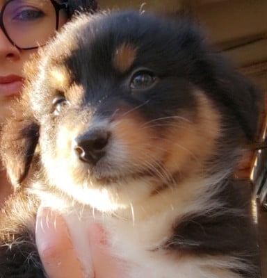 Les chiots de Berger Australien