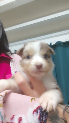 Les chiots de Berger Australien