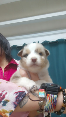 Les chiots de Berger Australien