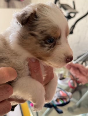 Les chiots de Berger Australien