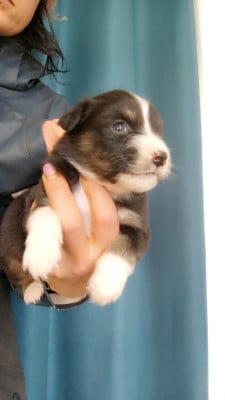 Les chiots de Berger Australien