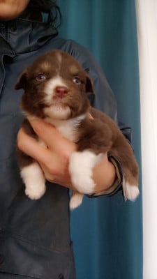 Les chiots de Berger Australien