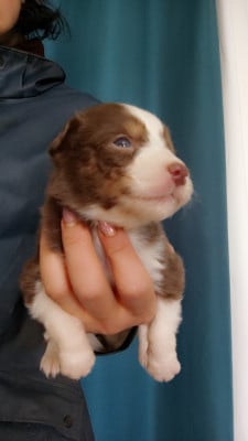 Les chiots de Berger Australien