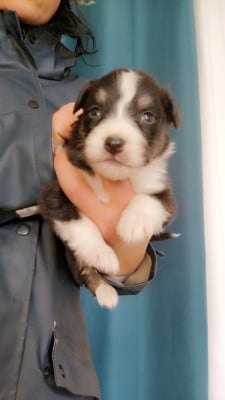 Les chiots de Berger Australien
