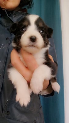 Les chiots de Berger Australien