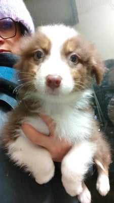 Les chiots de Berger Australien