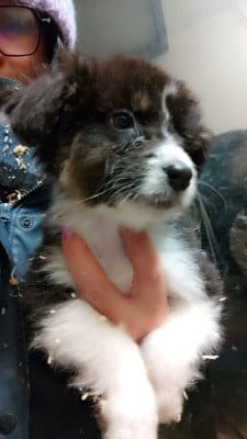 Les chiots de Berger Australien