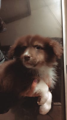 Les chiots de Berger Australien