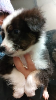 Les chiots de Berger Australien