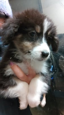 Les chiots de Berger Australien