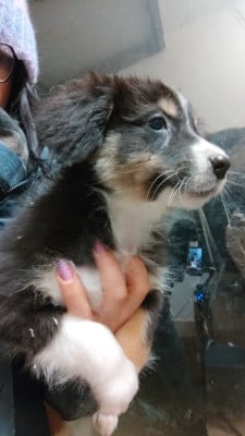 Les chiots de Berger Australien