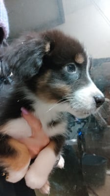 Les chiots de Berger Australien