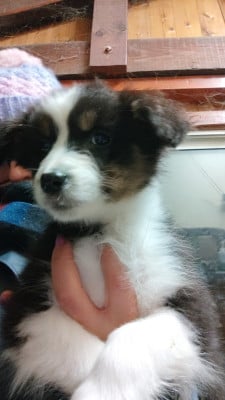 Les chiots de Berger Australien