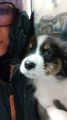 Les chiots de Berger Australien