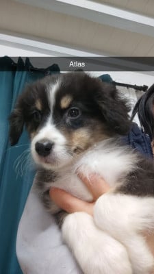 Les chiots de Berger Australien