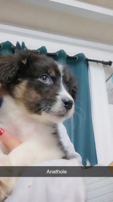 Les chiots de Berger Australien