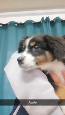 Les chiots de Berger Australien