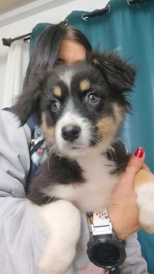 Les chiots de Berger Australien