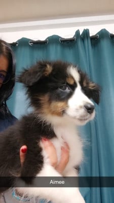 Les chiots de Berger Australien