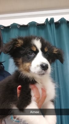 Les chiots de Berger Australien