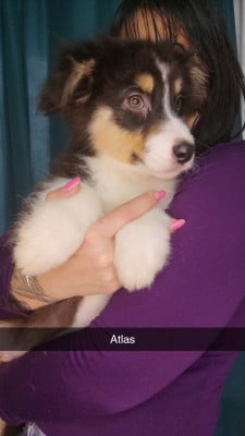 Les chiots de Berger Australien