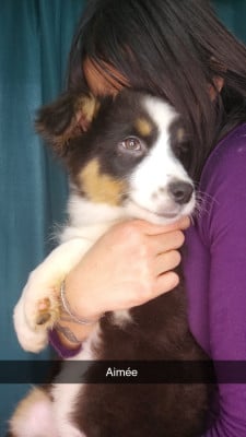 Les chiots de Berger Australien