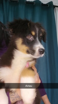 Les chiots de Berger Australien