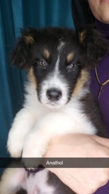 Les chiots de Berger Australien