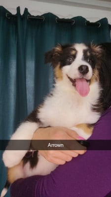 Les chiots de Berger Australien