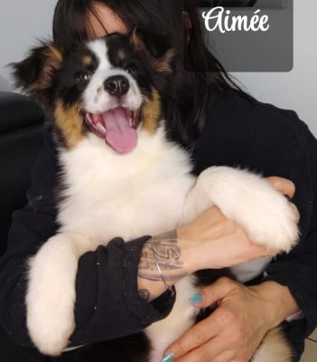 Les chiots de Berger Australien