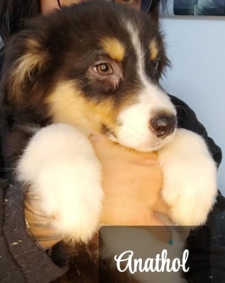 Les chiots de Berger Australien