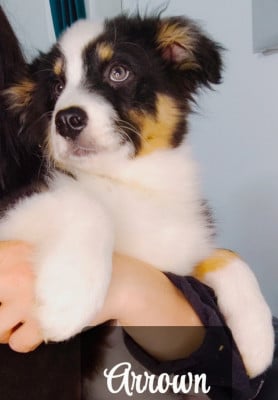 Les chiots de Berger Australien