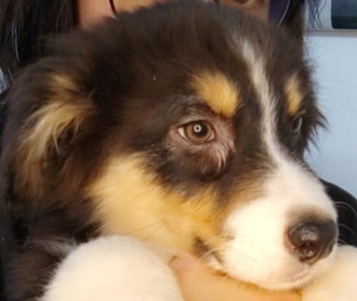 Les chiots de Berger Australien